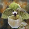 Chinese_ladyslipper_orchid_s_thumb
