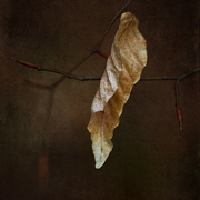 Tenacity_card