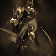 Indian_bouquet_card