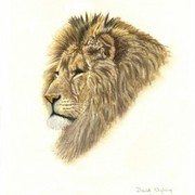 Pastel_lion__480_x_600__card