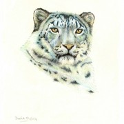 Pastel_snow_leopard__481_x_600__card