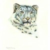 Pastel_snow_leopard__481_x_600__thumb