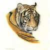 Pastel_tiger__481_x_600__thumb