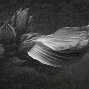 Rose_of_sharon_card