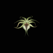 Viandeux_04_centrophrys_web_card