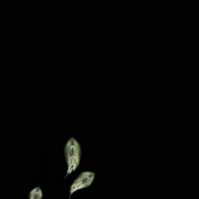 Viandeux_05_acantharead_web_card