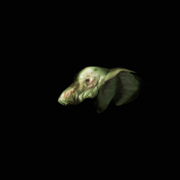 Viandeux_06_gymnosphaerium__card