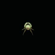 Viandeux_09_polycystinid_web_card