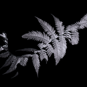 Fern_life_card
