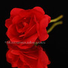 Fl0093_-_red_rose_reflection_thumb