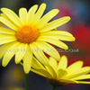 Fl00132_-_agryanthemum_cornish_gold_thumb