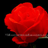 Fl00162_-_red_rose_thumb