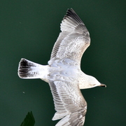 _dsc0039_card