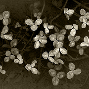 Spring_clover_card