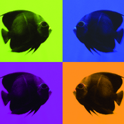 4fish_4x5_card