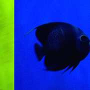 Fish_stripe_card