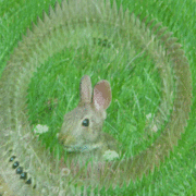 Happyeaster2011revisedbunny_card
