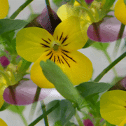 Pansies2011revised1_card