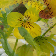 Pansies2011revised2_card