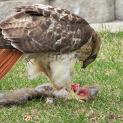 Falcon2011-3_card