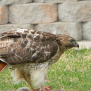 Falcon2011-4_card