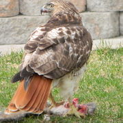 Falcon2011-5_card