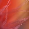Resized_chopin_125_thumb