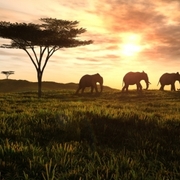 Safari_t_card
