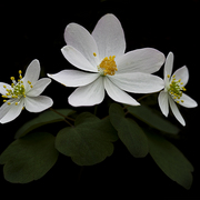 Bloodroot_card