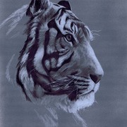 Tiger_card