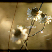 989673-1-grandmothers-garden_watermark_card