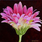Pinkgerberadaisy4_card