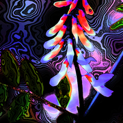 Mardi_gras_card