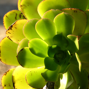 Plant_final_card