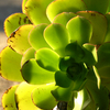 Plant_final_thumb