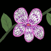 The_flower_card