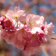 Cherryblossom7_card