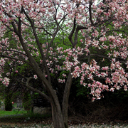 003041111a_card
