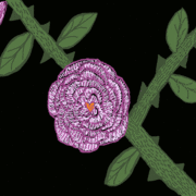 Rose_card