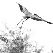 Asian_bird_taking_off_card