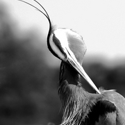 Birds_headdress_card