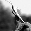 Birds_headdress_thumb