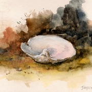 Sea_shell_study0001_card