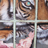 Tiger_thumb
