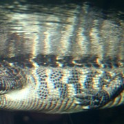 Croc_swimming_card