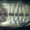 Croc_swimming_thumb