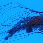 Jellyfish_4_card