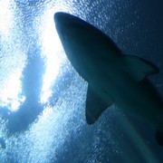 Shark_2_card