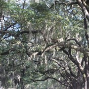 Trees_1_card