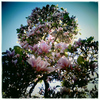 Magnolia_display_thumb